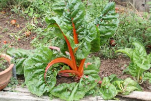 IMG_1730 chard plant in garden