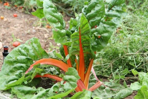 IMG_1731 chard plant growing tall