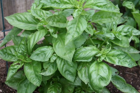 Basil growing in the garden