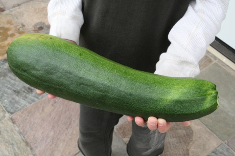 Wordless Wednesday: Extra large zucchini!