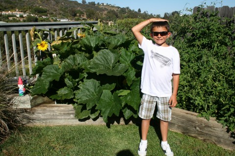 Zucchini plant as tall as a 3rd grader!