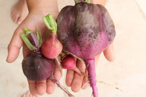 Wordless Wednesday: What happens when you leave a radish in the ground too long!