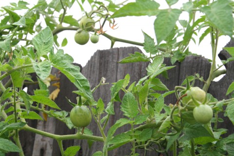 Green Tomato Chutney