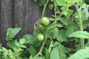 Green Tomato Chutney