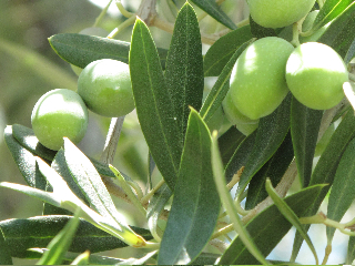 Olive tree from Shockinglydelicious
