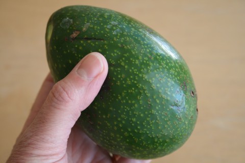 Fuerte avocado from Shockinglydelicious.com