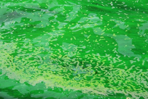 Really green water Dying the Chicago River green for St. Patrick's Day