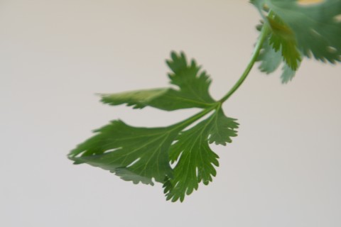 cilantro from Shockinglydelicious.com