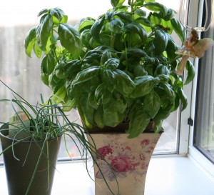 Basil on the windowsill