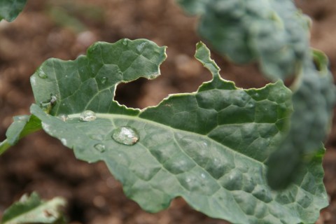 Dew drops on kale leaves in the Shockinglydelicious garden