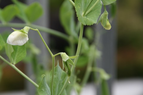 Sugar snap peas in the Shockinglydelicious garden
