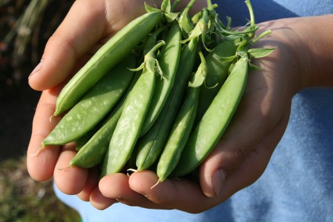 Wordless Wednesday: Sugar Snap Peas from the Garden!