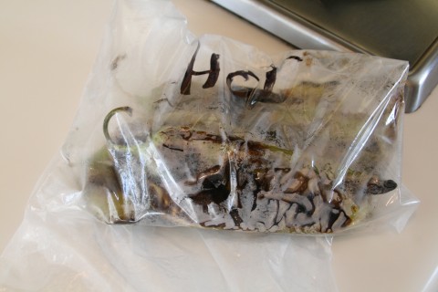 Hatch chiles into a plastic bag