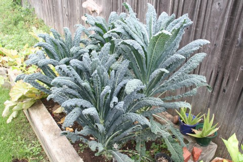 Kale in the garden