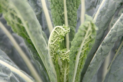 Kale up close