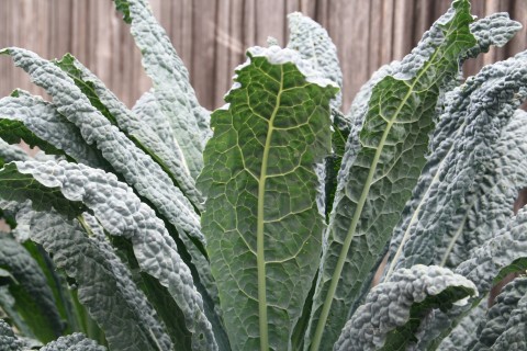 Kale leaf