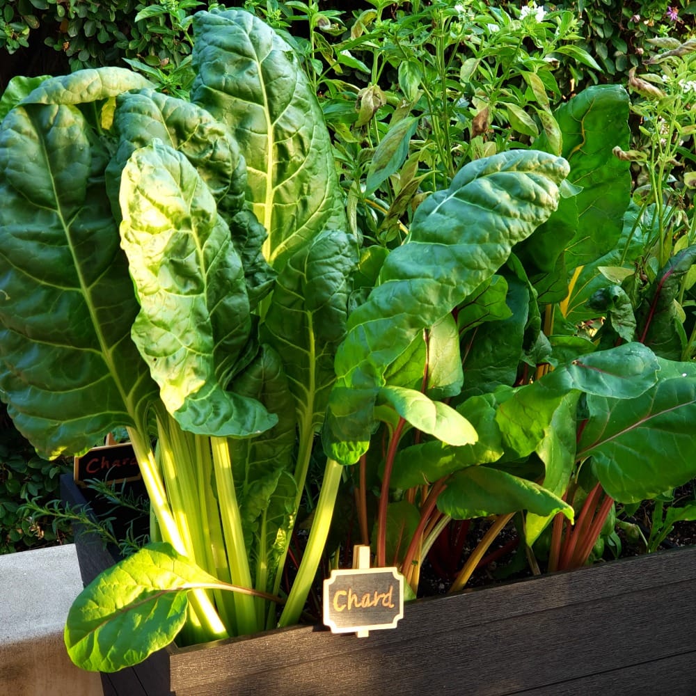 Chard in a raised planter bed