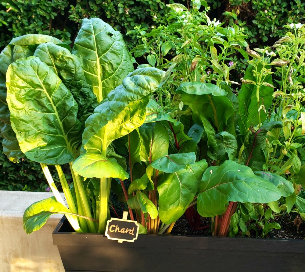 Swiss chard growing in a raised plater bed in Southern California