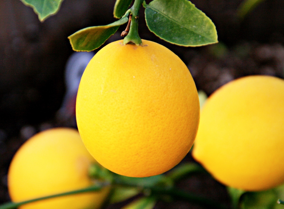 3 Meyer lemons hanging from branches