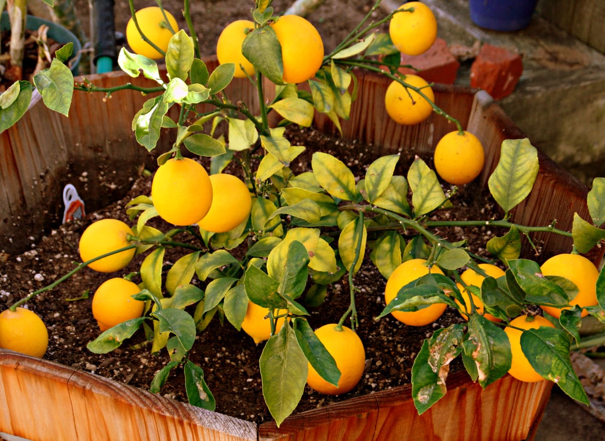 Dwarf Meyer Lemon Tree in a wooden whiskey barrel