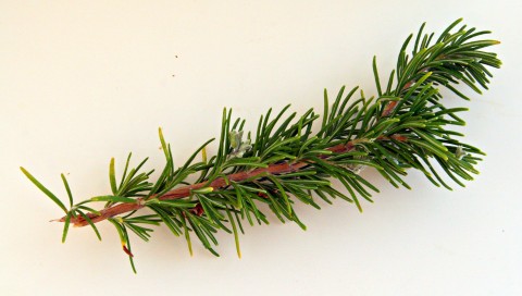 Fresh rosemary from the garden