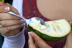 Scooping a cherimoya fruit