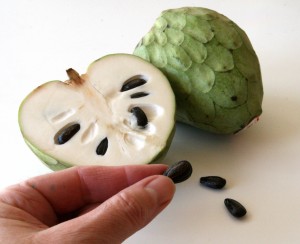 Cherimoya Fruit with seeds