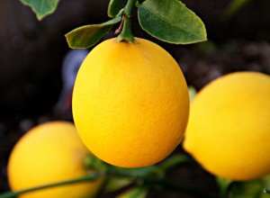 Meyer lemon hanging on tree