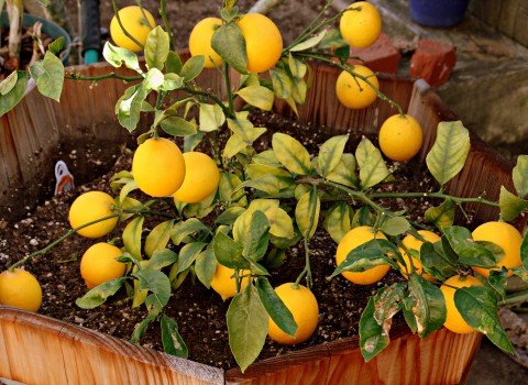 Meyer lemon tree loaded with fruit