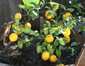 Meyer lemon tree