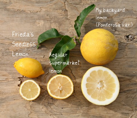 Seedless lemons compared to seeded lemons