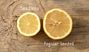 Seedless lemon compared to regular lemon