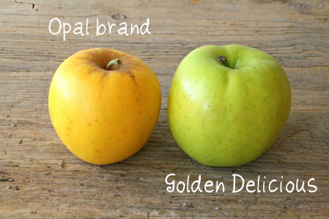 Opal Brand apple compared to Golden Delicious