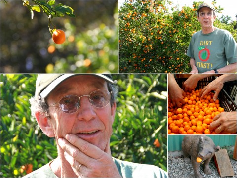 Pixie Tangerine tour collage 2 Churchill Orchard