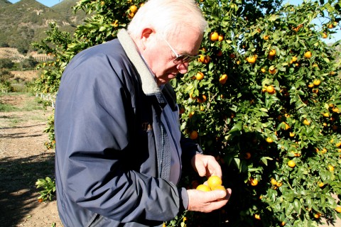 Pixie Tangerine tour Tony Thacher inspects fruit