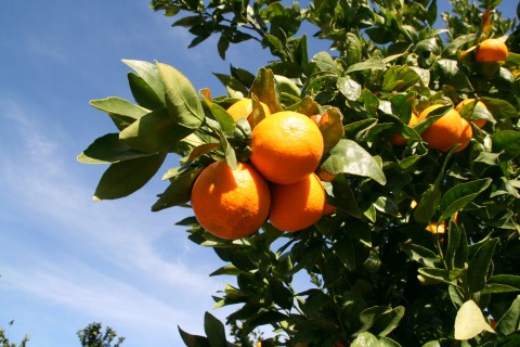 Pixie Tangerine tree