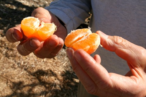 Pixie tangerine