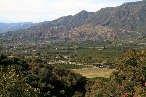 Pixie Tangerine tour Ojai Valley