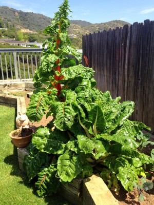 chard growing wild