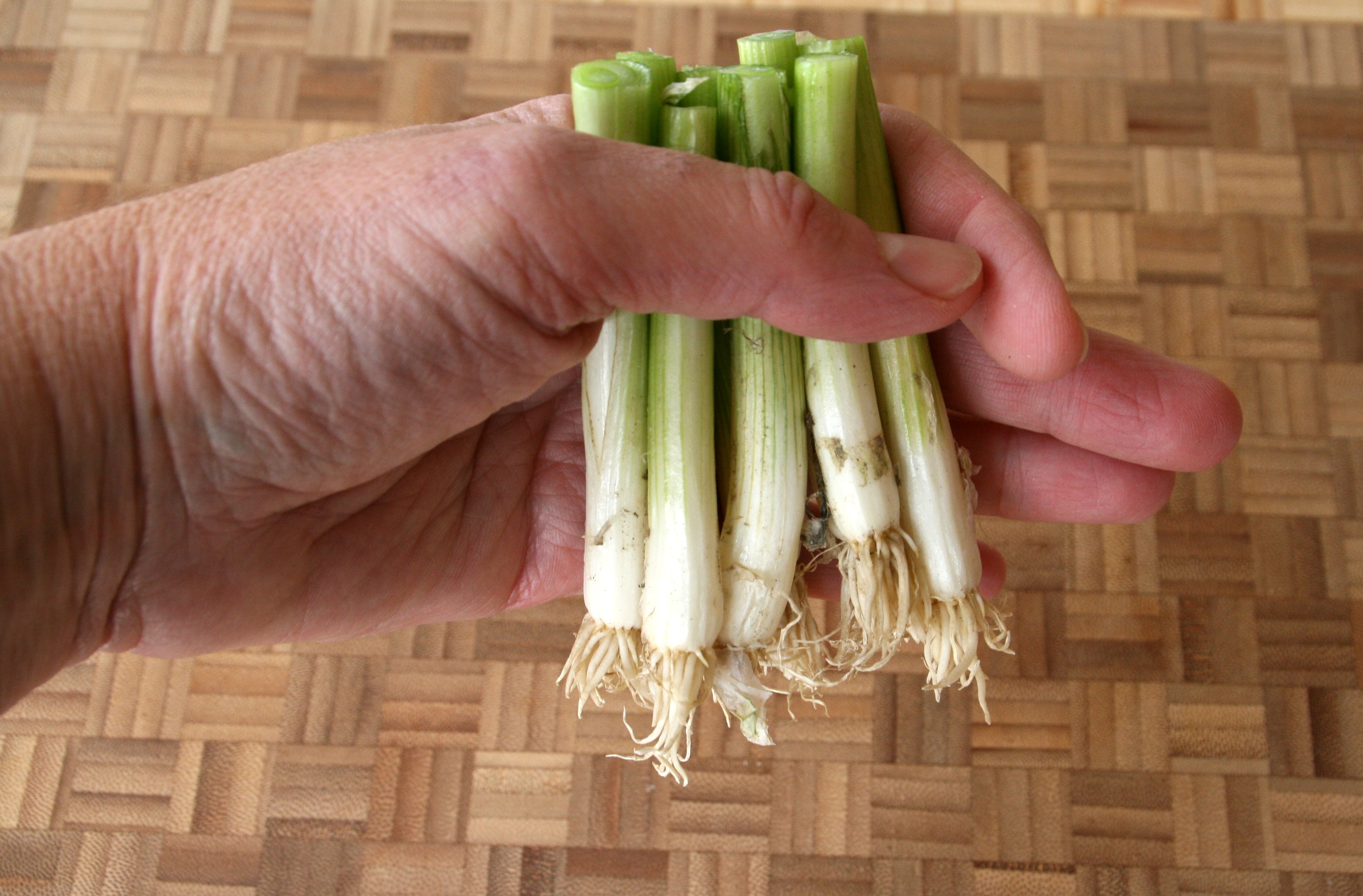 Hand holding the bottom ends of a bunch of green onions