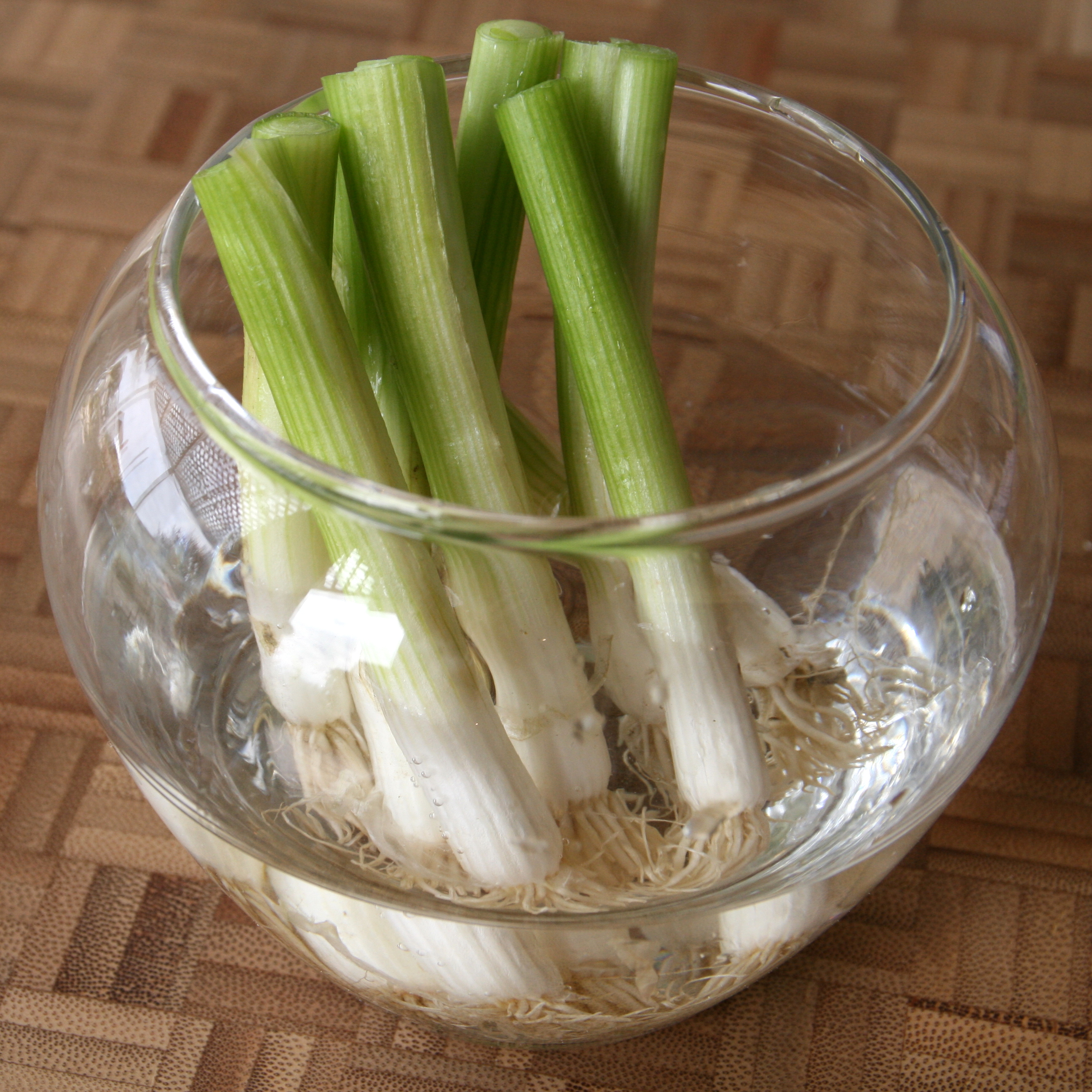 Cut ends of green onions grow in a bowl of water