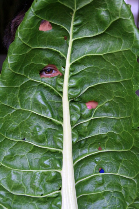 Oversize chard leaf with Nick peeking out