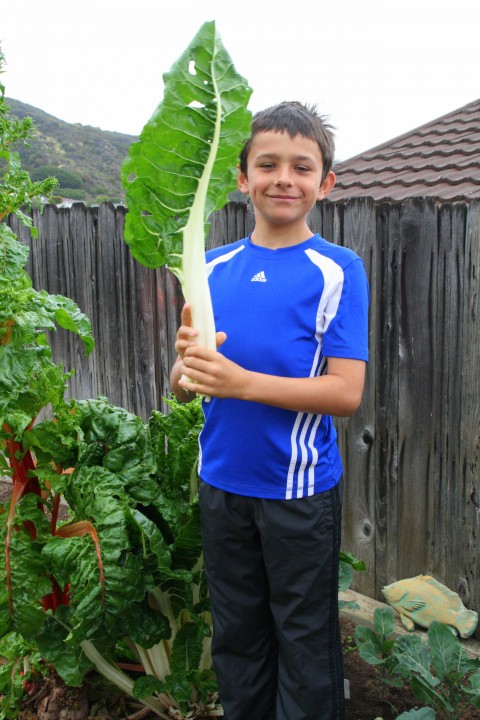 picking chard