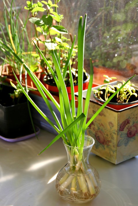 Kitchen Gardener: Grow Green Onions From Cuttings!