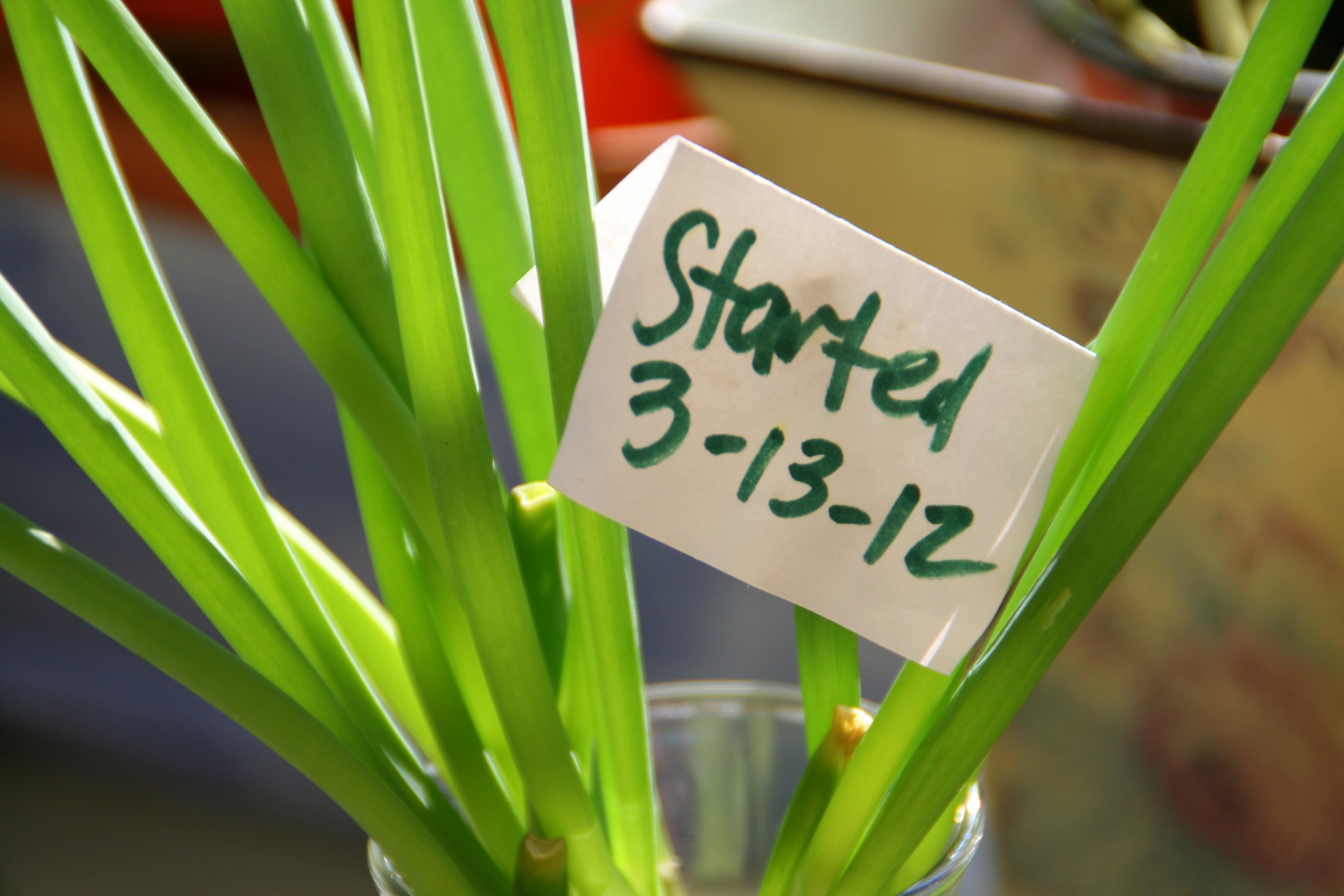 Sign and date on scallions in window