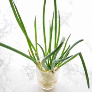 Regrow scallions from cuttings easily