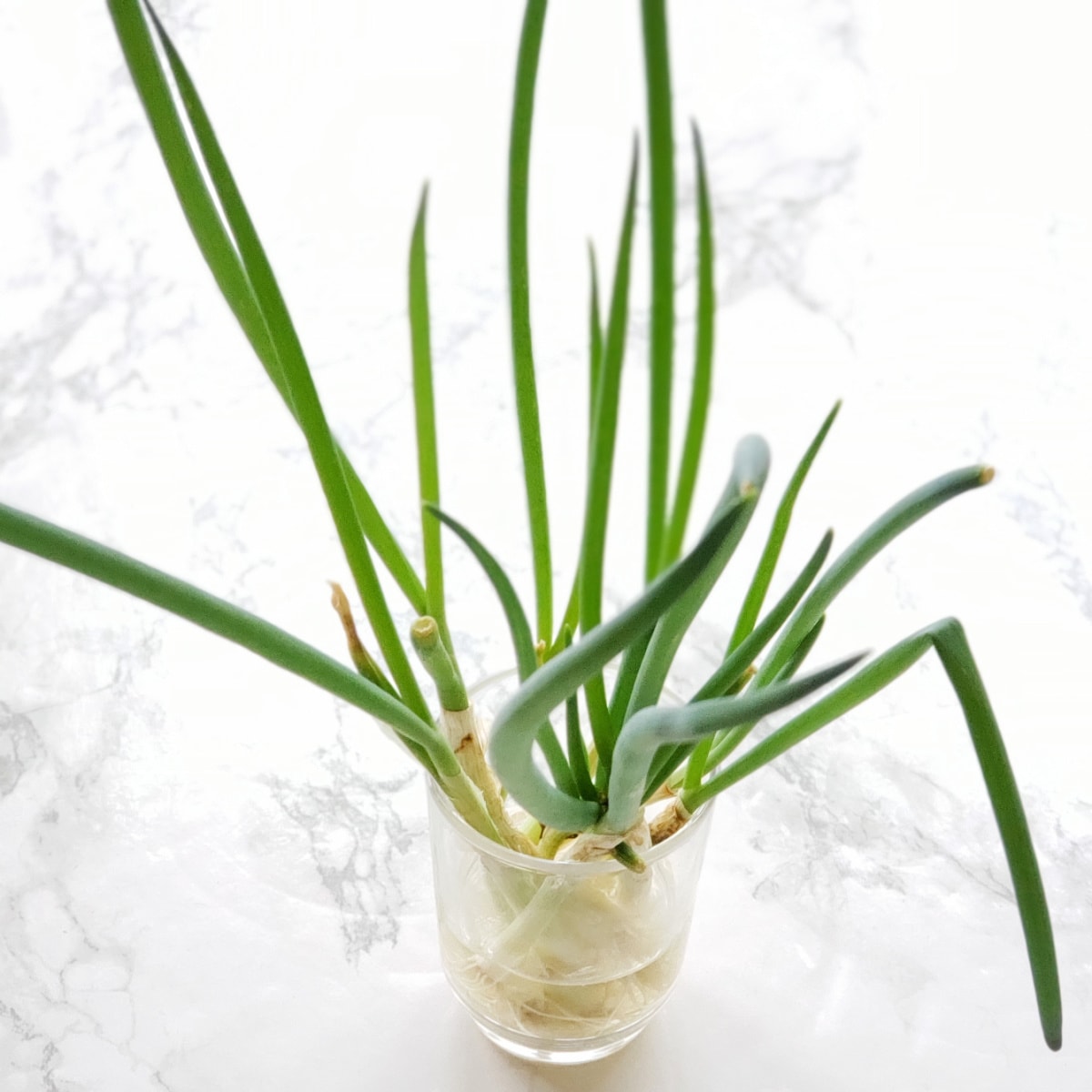 Scallions rooting in a small glass jar on a marble counter