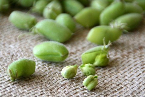 Fresh Garbanzo Beans: The New Edamame