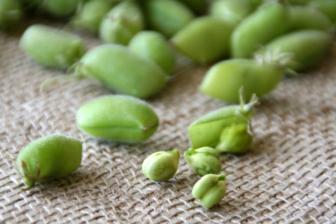 Fresh Garbanzo Beans: The New Edamame 