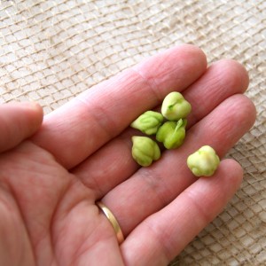 Fresh Garbanzos in hand